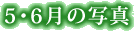 5E6̎ʐ^